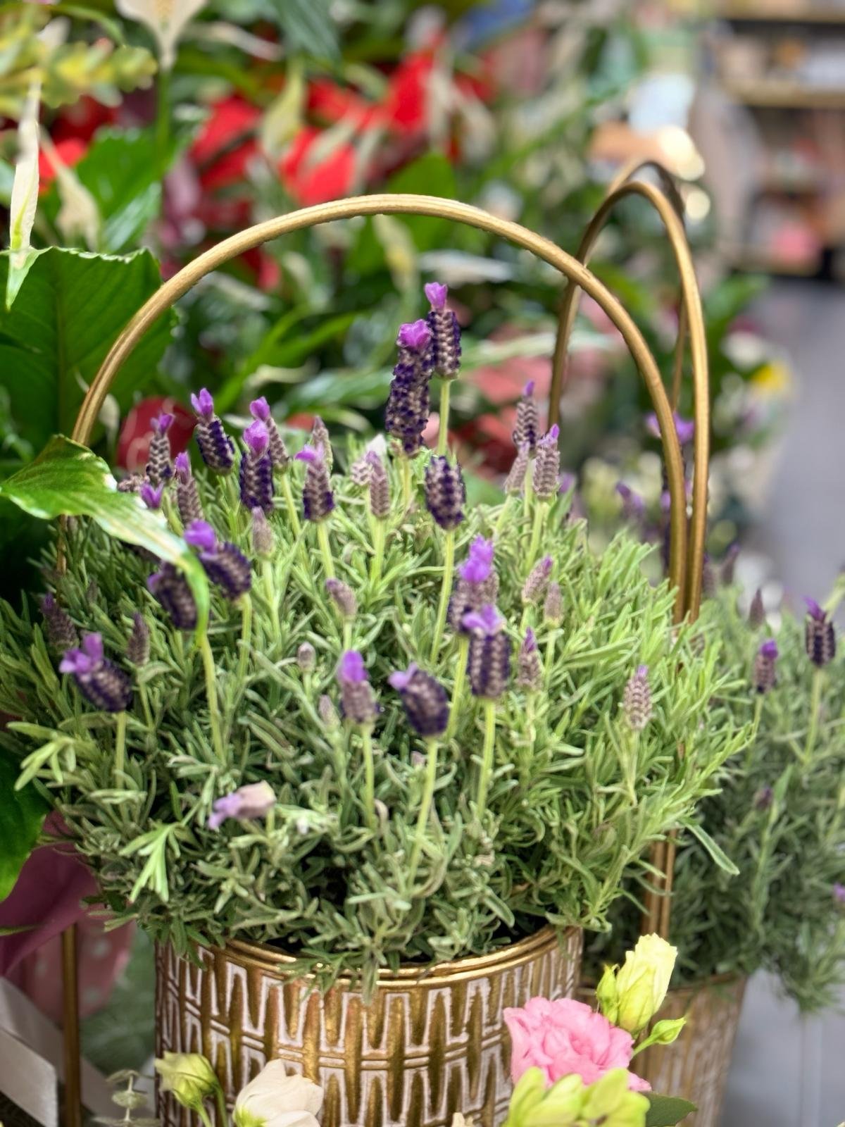 Lavanda Ghiveci