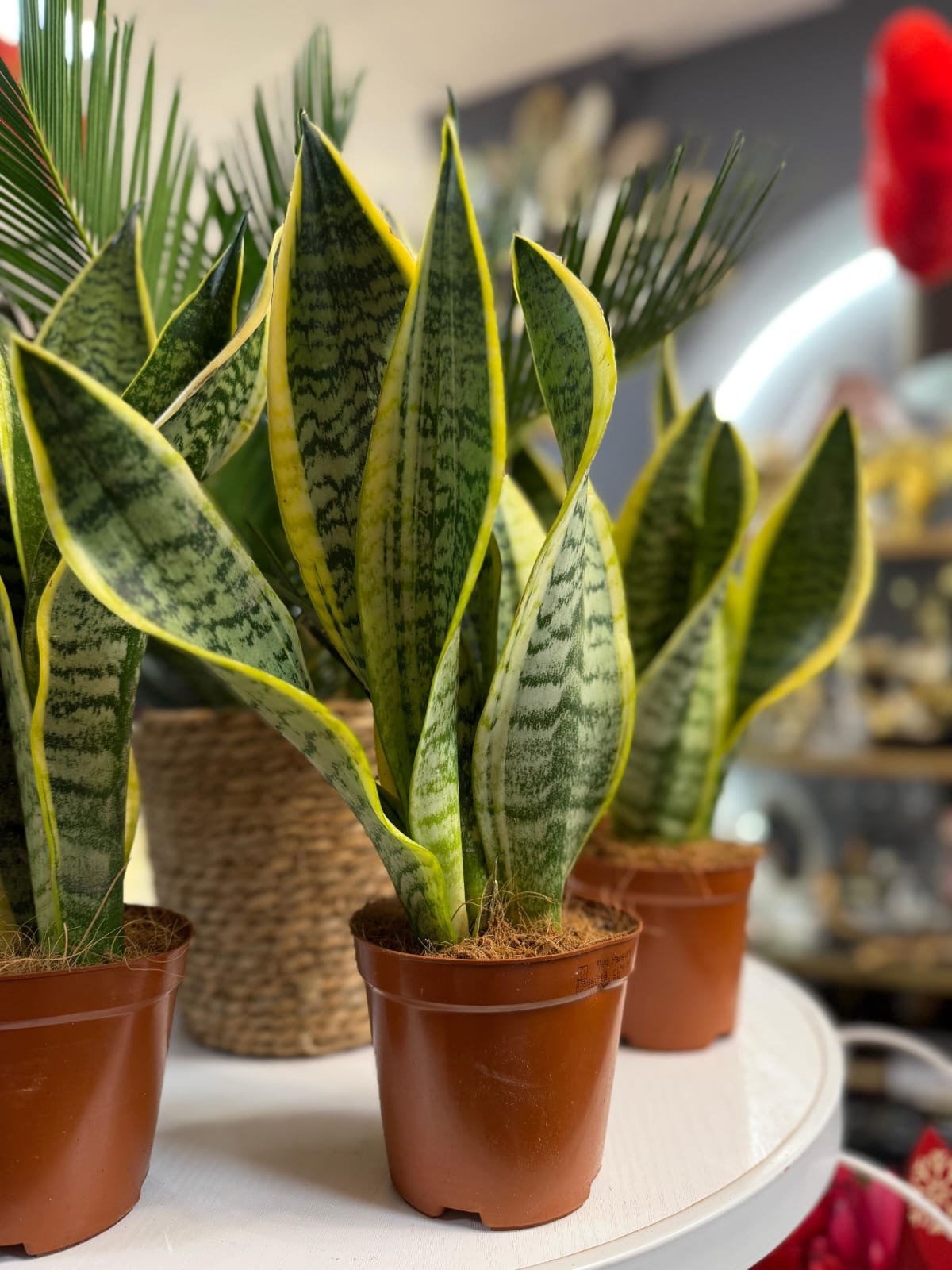 Sansevieria Sau Limba Soacrei